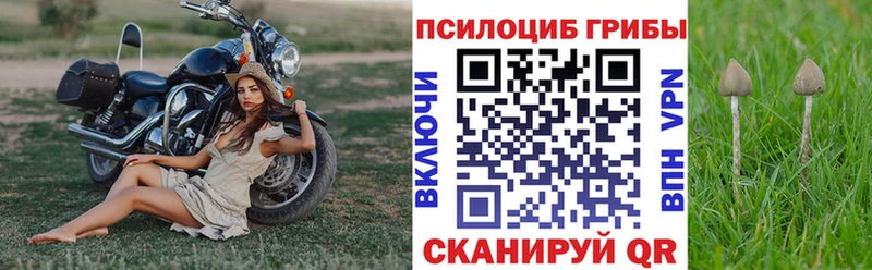наркотики Зверево Псилоцибиновые грибы мицелий